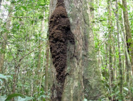 Labiotermes labralis (Termitidae: Syntermitinae), Francouzská Guyana